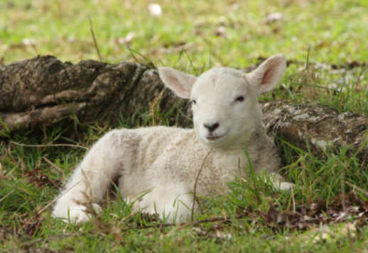 The Good Shepherd Vorschau