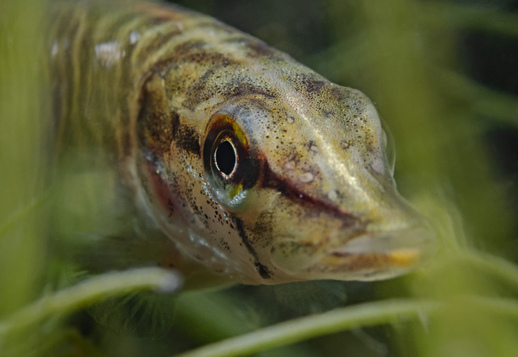 Largest predatory fish in a lake Vorschau