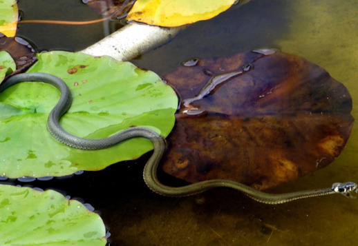 A swimming snake Vorschau