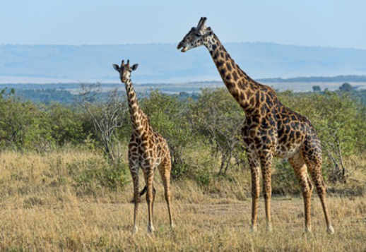 The Giraffe Vorschau