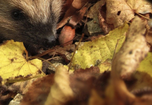 Prickly, noisy, late riser - who am I? Vorschau