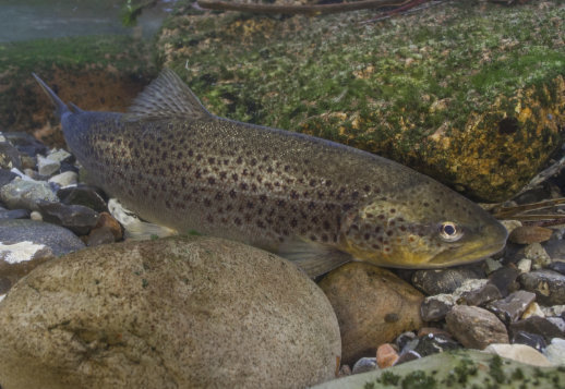 The River Trout Vorschau
