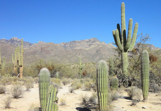 The Saguaro Vorschau