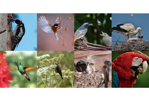 Look at the birds! Vorschau