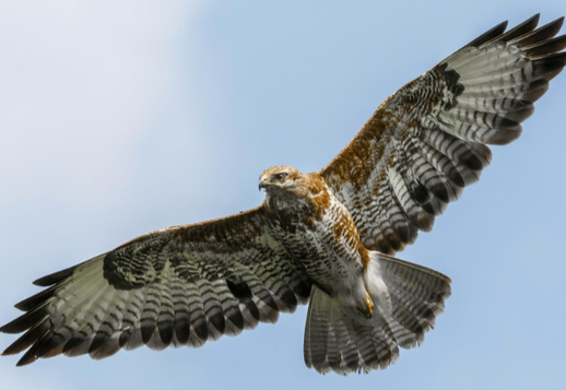 A flying acrobat with sharp eyes Vorschau