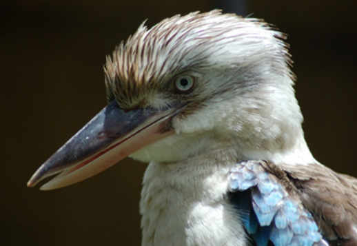 Kookaburras Vorschau