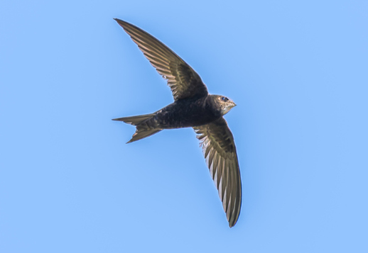 Born to fly Vorschau