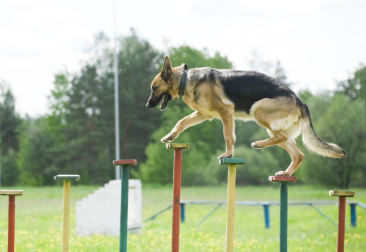 Keen nose – Part 2 Vorschau