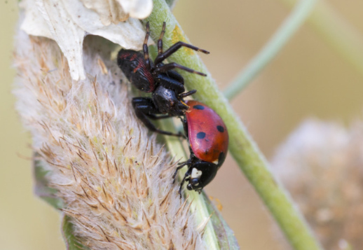 Threatened by enemies... Vorschau