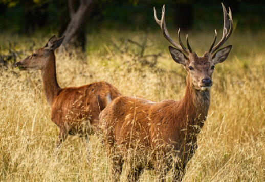 Diurnal or nocturnal? Vorschau