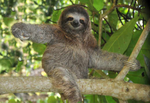 Can You Guess What Animal That Is? Vorschau